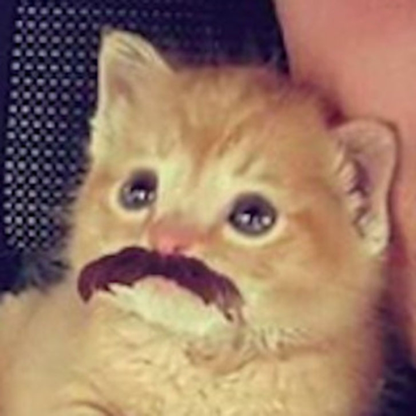 Policía de Carolina del Sur rescata a un gatito y lo acepta como socio