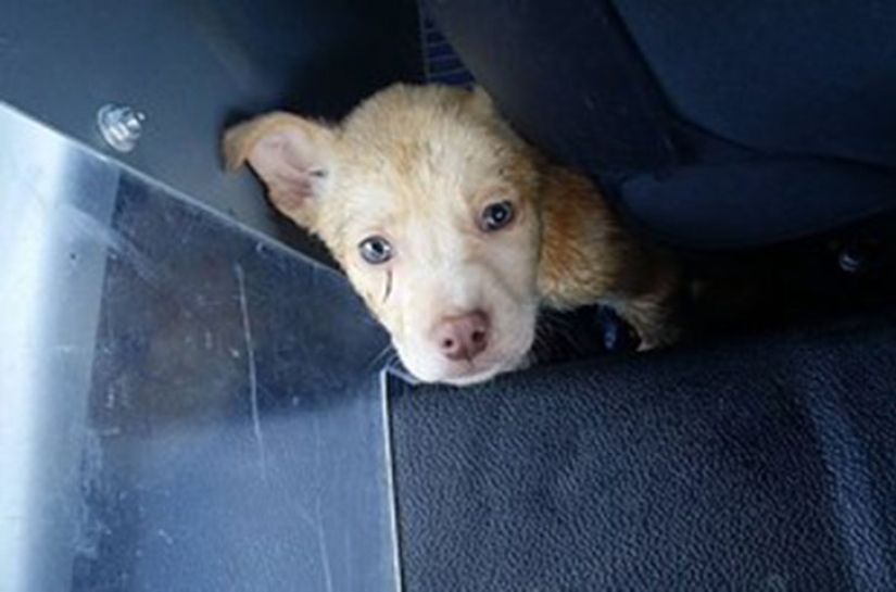 Policía de Carolina del Sur rescata a un gatito y lo acepta como socio