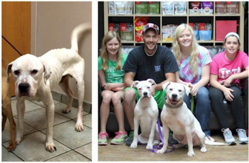 Police rescued two dogs that looked like walking skeletons from an abandoned house