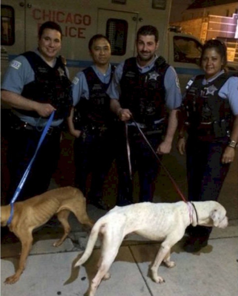 Police rescued two dogs that looked like walking skeletons from an abandoned house