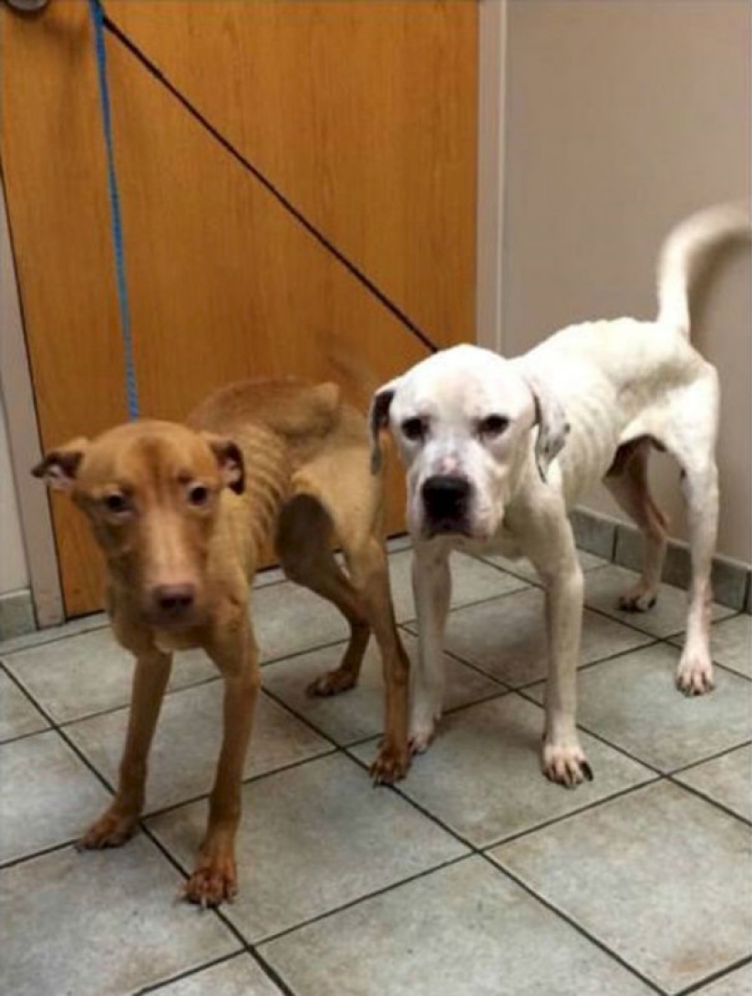 Police rescued two dogs that looked like walking skeletons from an abandoned house
