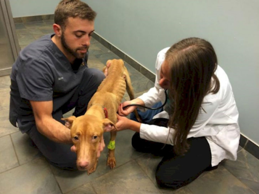 Police rescued two dogs that looked like walking skeletons from an abandoned house