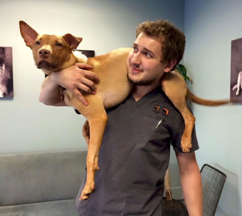 Police rescued two dogs that looked like walking skeletons from an abandoned house