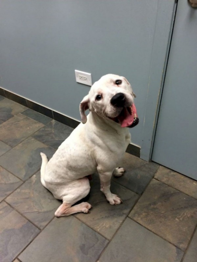 Police rescued two dogs that looked like walking skeletons from an abandoned house