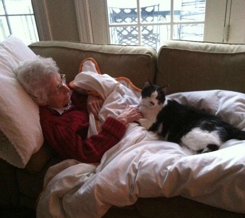 ¿Por qué amamos a los gatos?