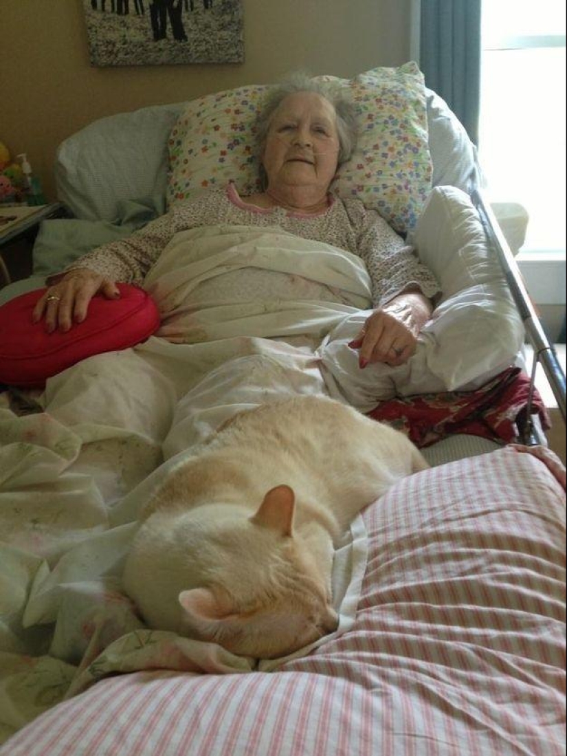 ¿Por qué amamos a los gatos?