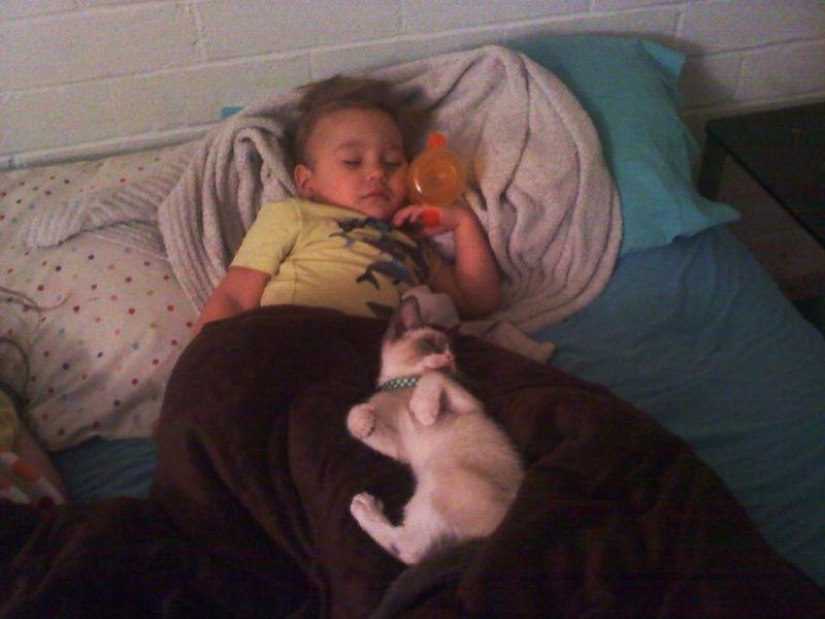 ¿Por qué amamos a los gatos?