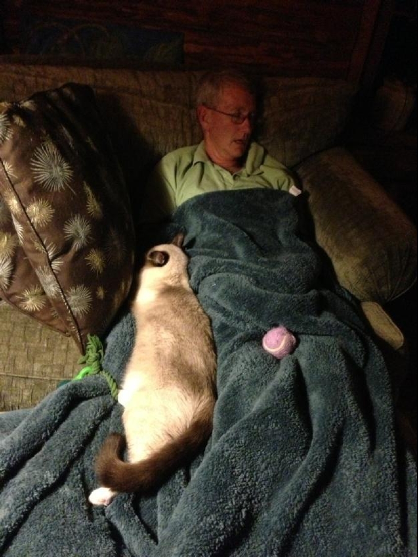 ¿Por qué amamos a los gatos?