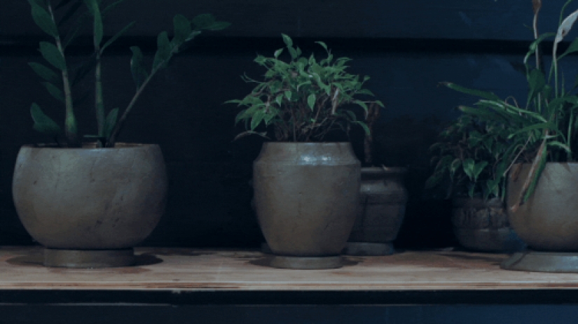 Por qué nos enamoramos de estos juguetes para adultos