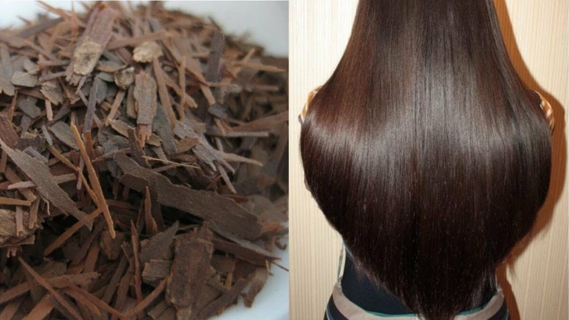 ¿Por qué regar tu cabello con corteza de roble? Un remedio natural que las mujeres llevan utilizando desde la antigüedad ¿Por qué regar tu cabello con corteza de roble? Un remedio natural que las mujeres llevan utilizando desde la antigüedad