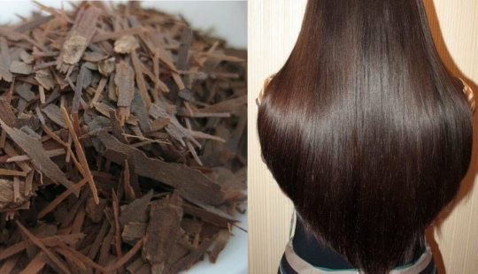 ¿Por qué regar tu cabello con corteza de roble? Un remedio natural que las mujeres llevan utilizando desde la antigüedad