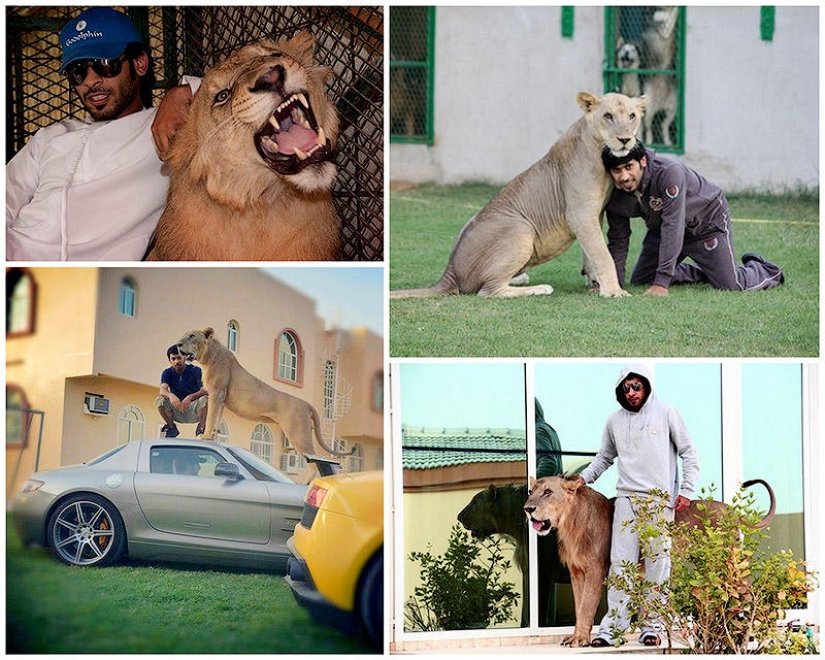 Predatory cats and expensive cars: the leisure of an Arab millionaire