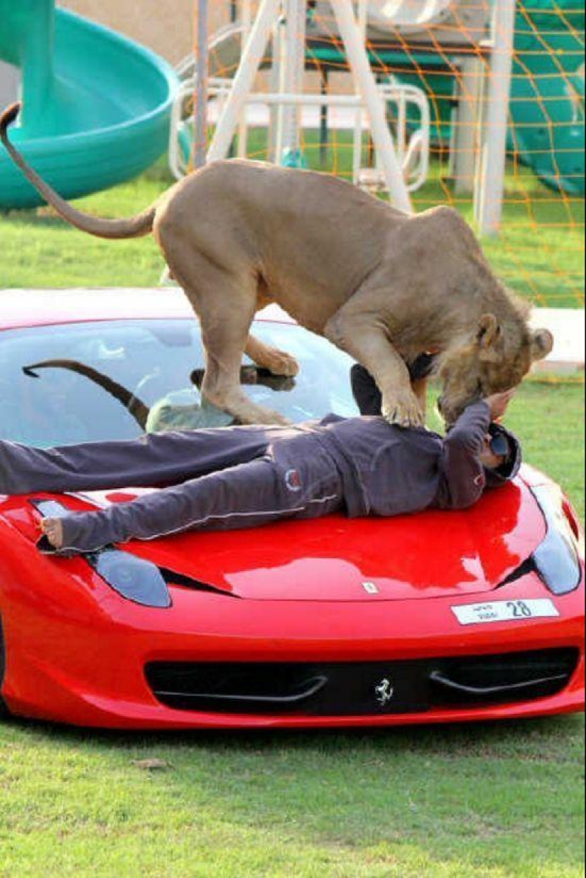 Predatory cats and expensive cars: the leisure of an Arab millionaire