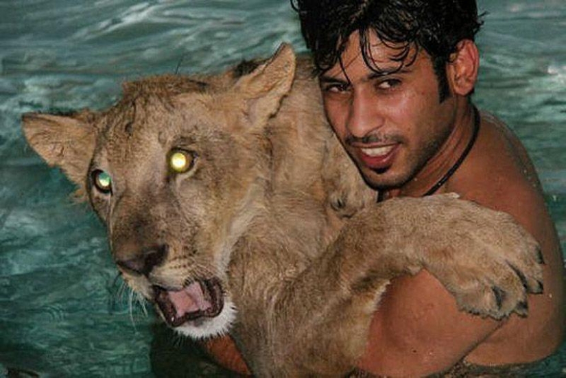 Predatory cats and expensive cars: the leisure of an Arab millionaire