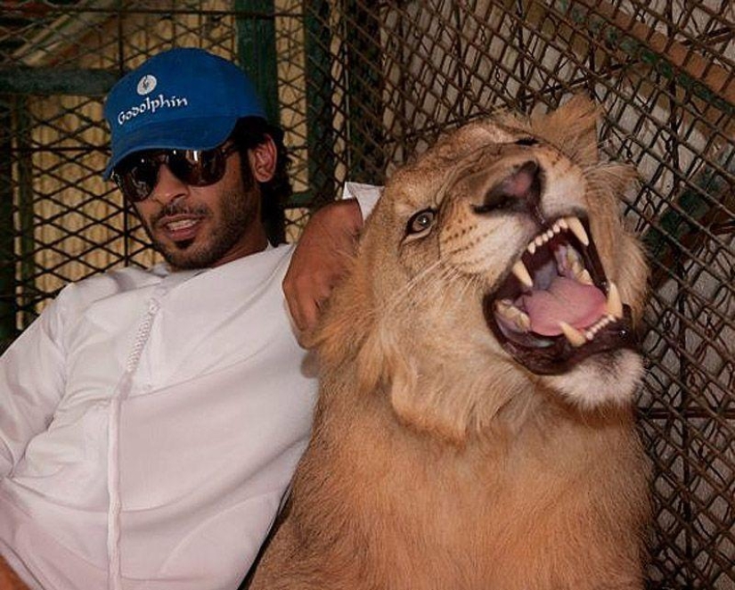 Predatory cats and expensive cars: the leisure of an Arab millionaire