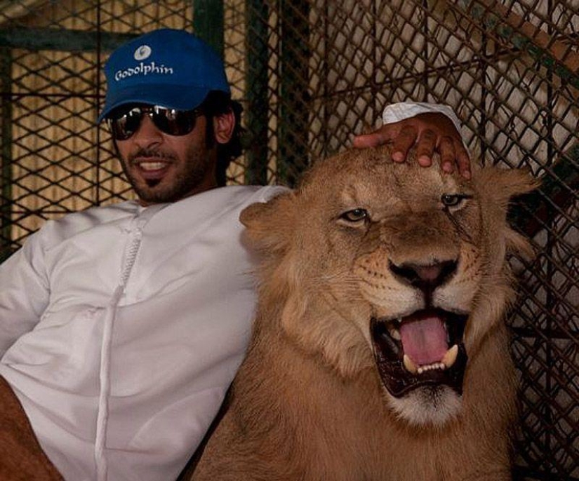 Predatory cats and expensive cars: the leisure of an Arab millionaire