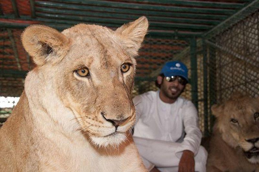 Predatory cats and expensive cars: the leisure of an Arab millionaire