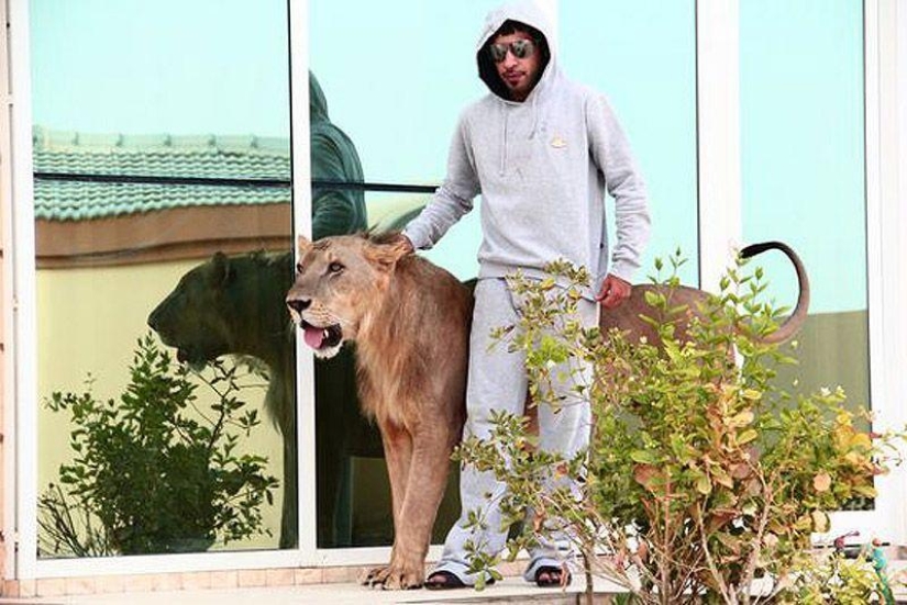 Predatory cats and expensive cars: the leisure of an Arab millionaire