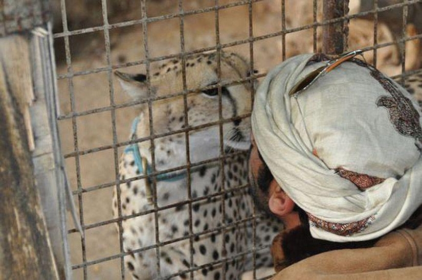 Predatory cats and expensive cars: the leisure of an Arab millionaire