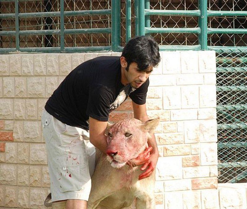 Predatory cats and expensive cars: the leisure of an Arab millionaire