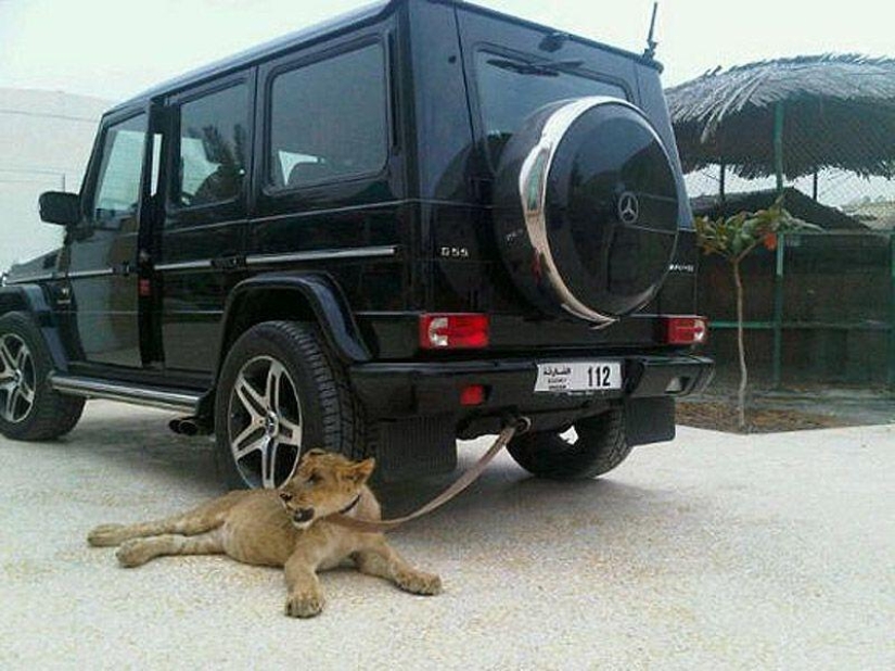 Predatory cats and expensive cars: the leisure of an Arab millionaire