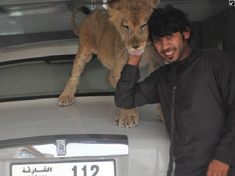 Predatory cats and expensive cars: the leisure of an Arab millionaire