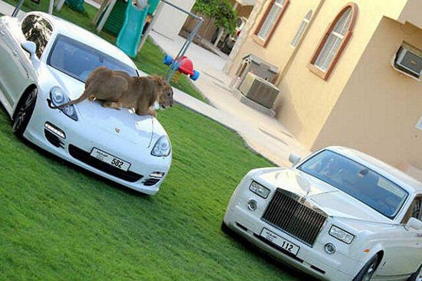 Predatory cats and expensive cars: the leisure of an Arab millionaire