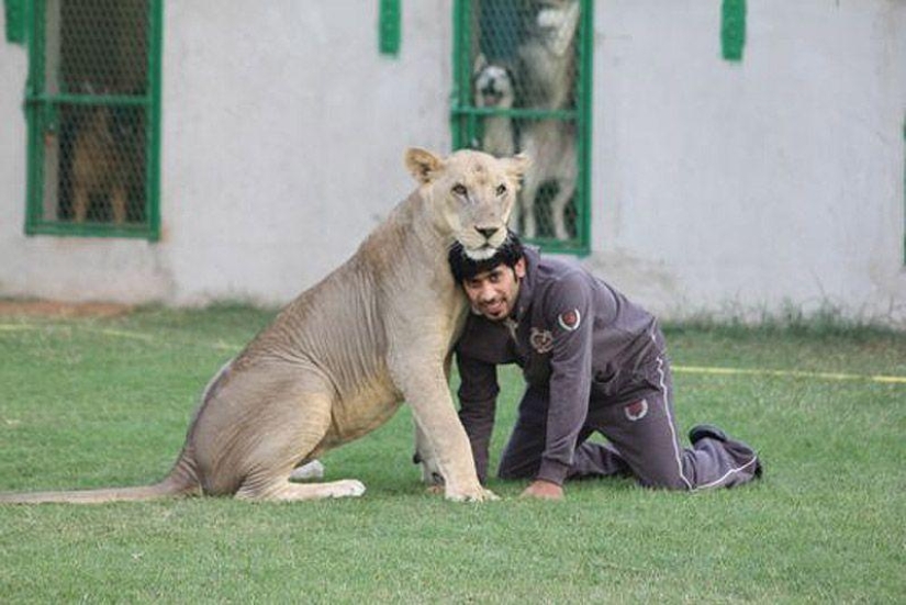 Predatory cats and expensive cars: the leisure of an Arab millionaire