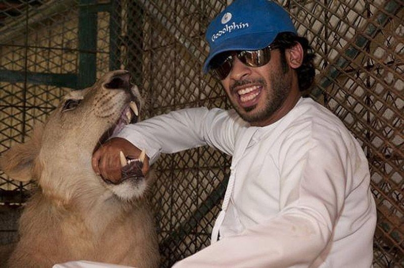 Predatory cats and expensive cars: the leisure of an Arab millionaire