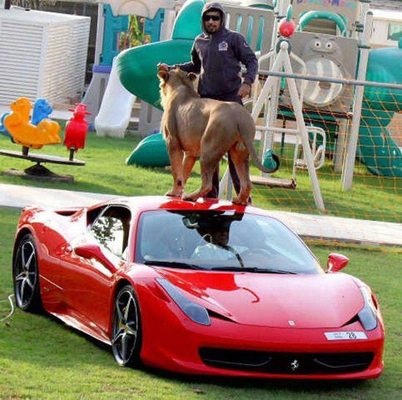 Predatory cats and expensive cars: the leisure of an Arab millionaire