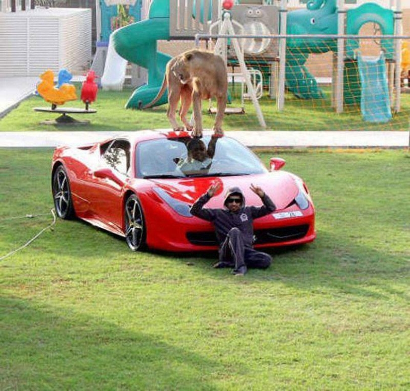 Predatory cats and expensive cars: the leisure of an Arab millionaire