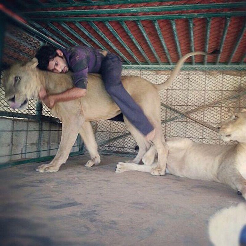 Predatory cats and expensive cars: the leisure of an Arab millionaire