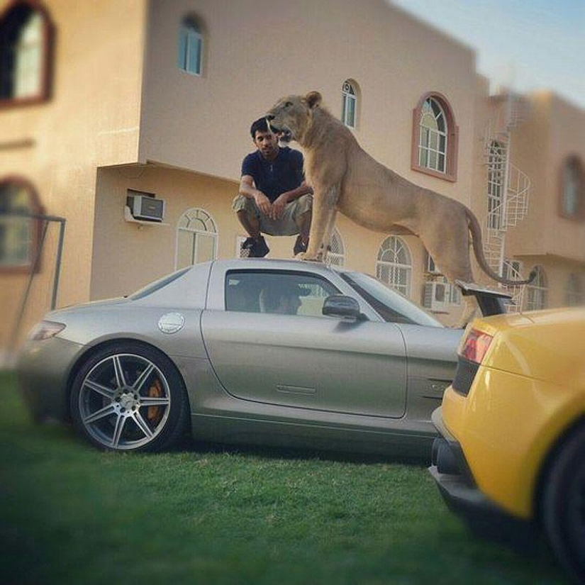 Predatory cats and expensive cars: the leisure of an Arab millionaire