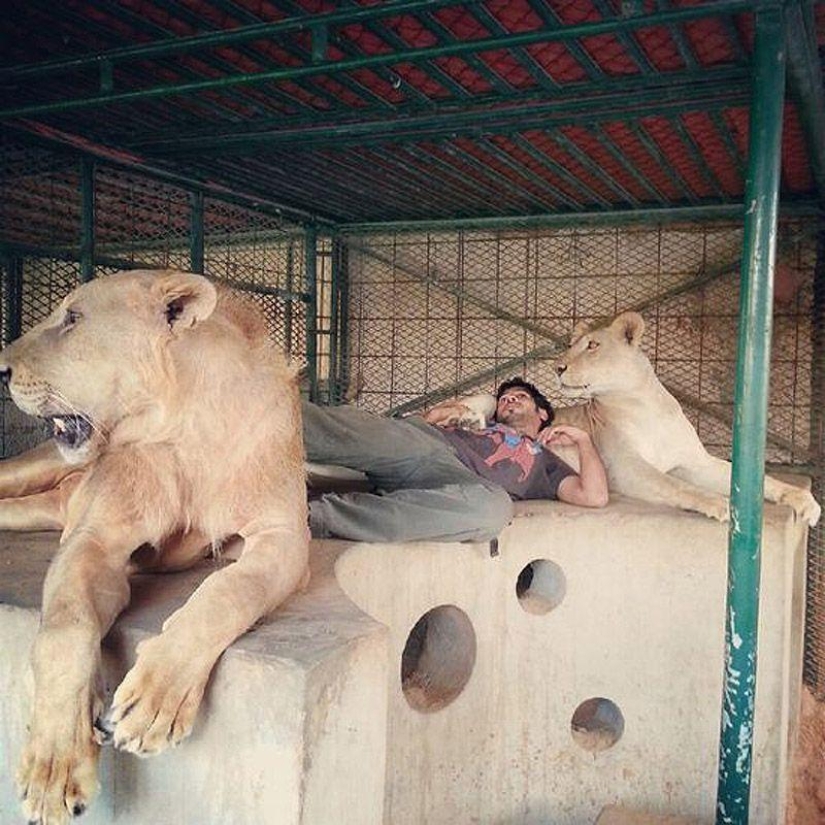 Predatory cats and expensive cars: the leisure of an Arab millionaire