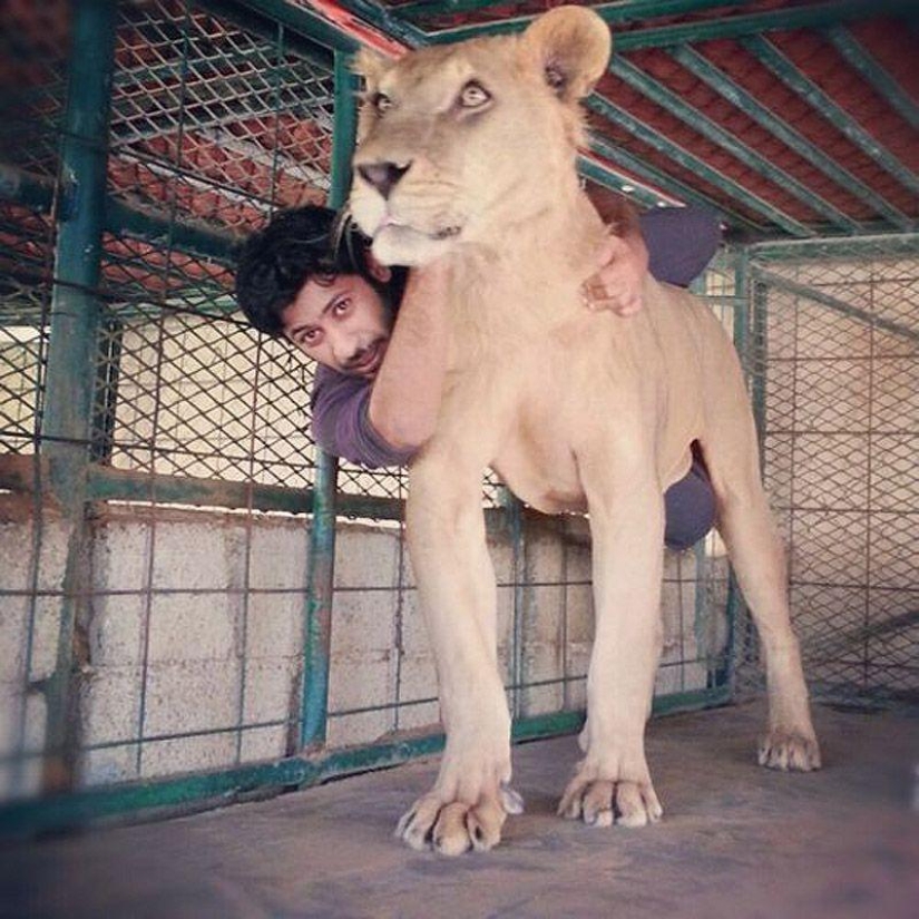 Predatory cats and expensive cars: the leisure of an Arab millionaire