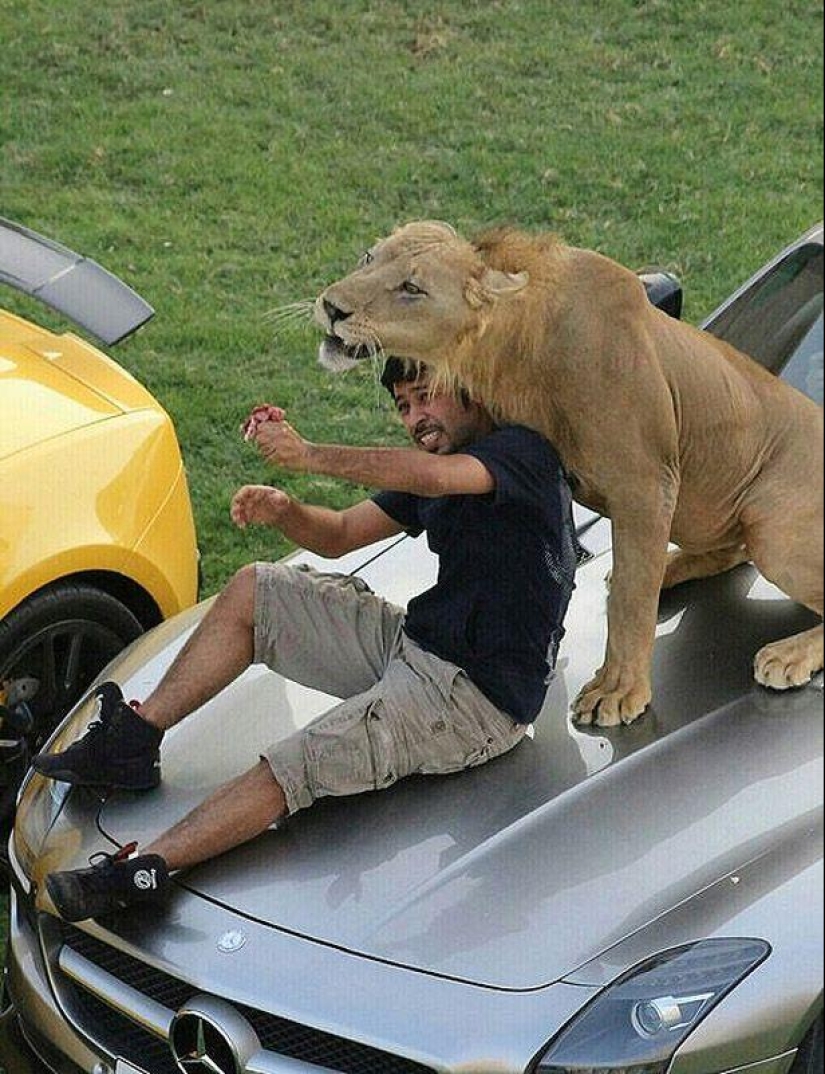 Predatory cats and expensive cars: the leisure of an Arab millionaire