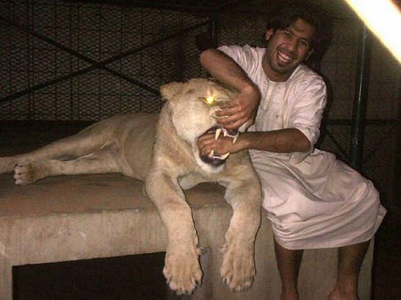 Predatory cats and expensive cars: the leisure of an Arab millionaire