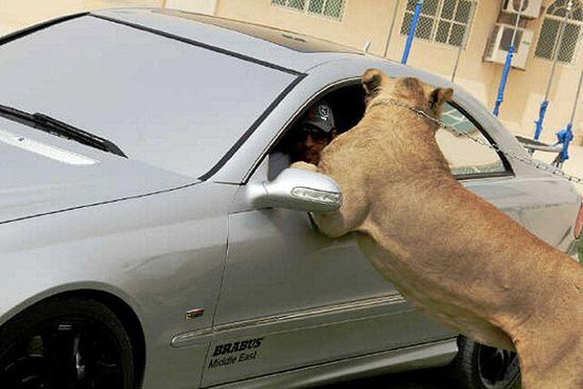 Predatory cats and expensive cars: the leisure of an Arab millionaire