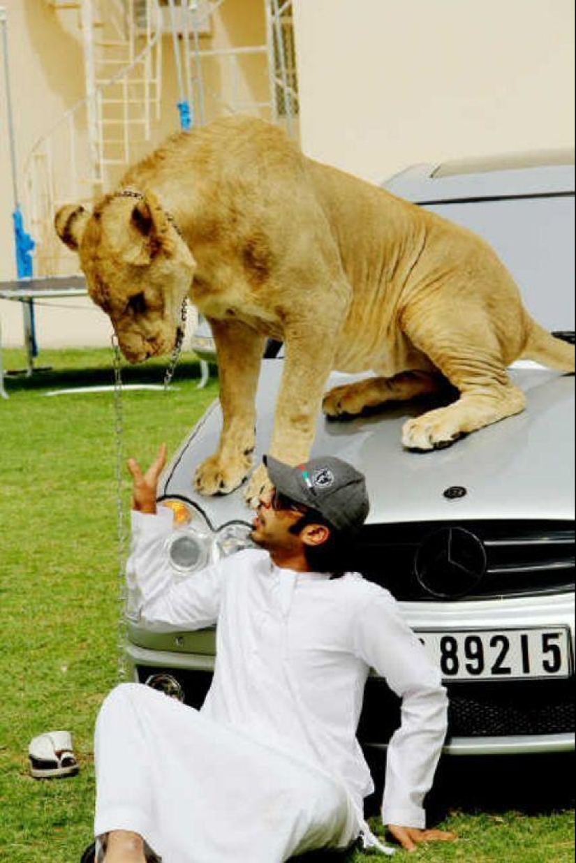 Predatory cats and expensive cars: the leisure of an Arab millionaire