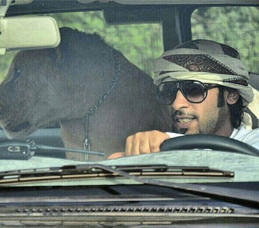 Predatory cats and expensive cars: the leisure of an Arab millionaire