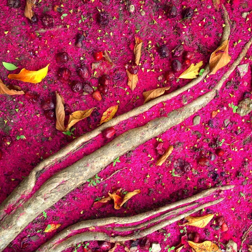 Premios a la Mejor Fotografía de iPhone 2016 Premios a la Mejor Fotografía de iPhone 2016