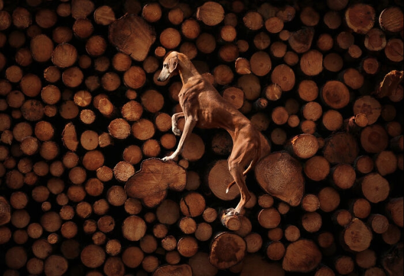 Premios internacionales al fotógrafo de mascotas del año: 15 mejores imágenes de 2023