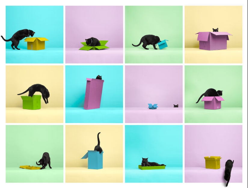 Premios internacionales al fotógrafo de mascotas del año: 15 mejores imágenes de 2023