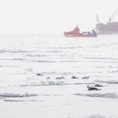 "Prirazlomnaya": probado por sellos