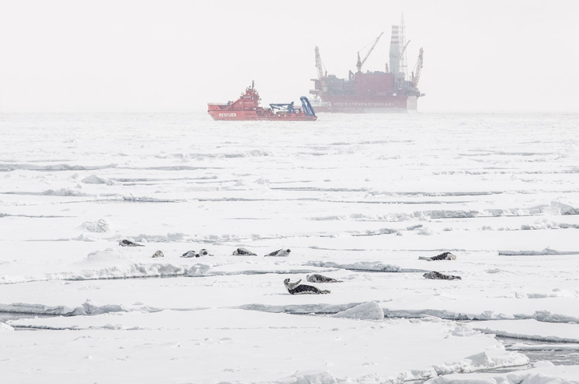 "Prirazlomnaya": tested by seals "Prirazlomnaya": tested by seals