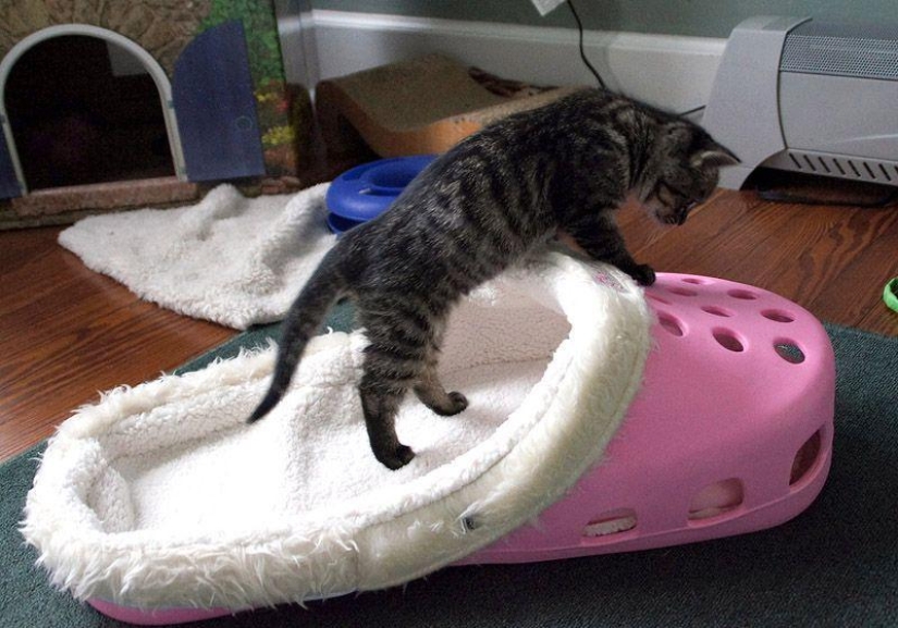 Productos raros para gatos Productos raros para gatos