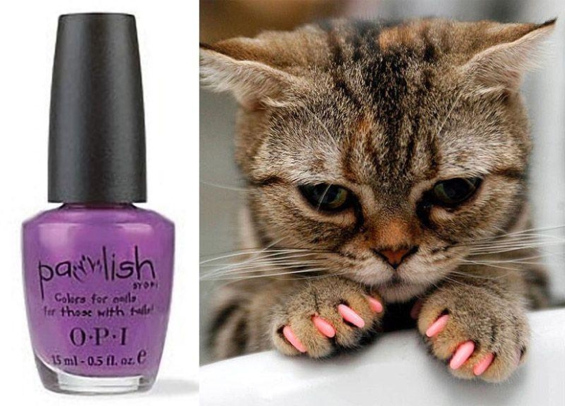 Productos raros para gatos Productos raros para gatos