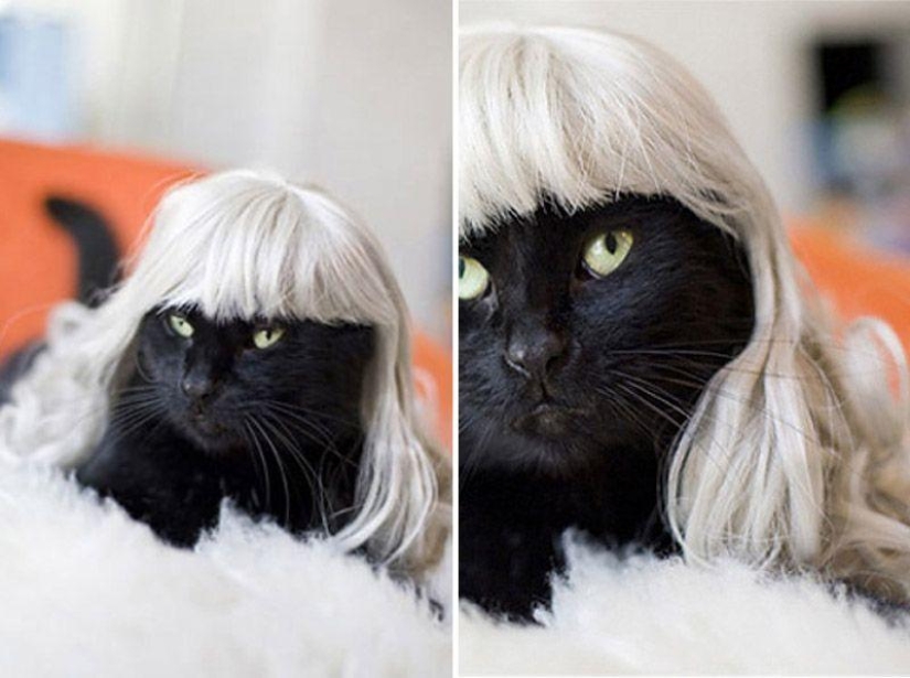 Productos raros para gatos Productos raros para gatos