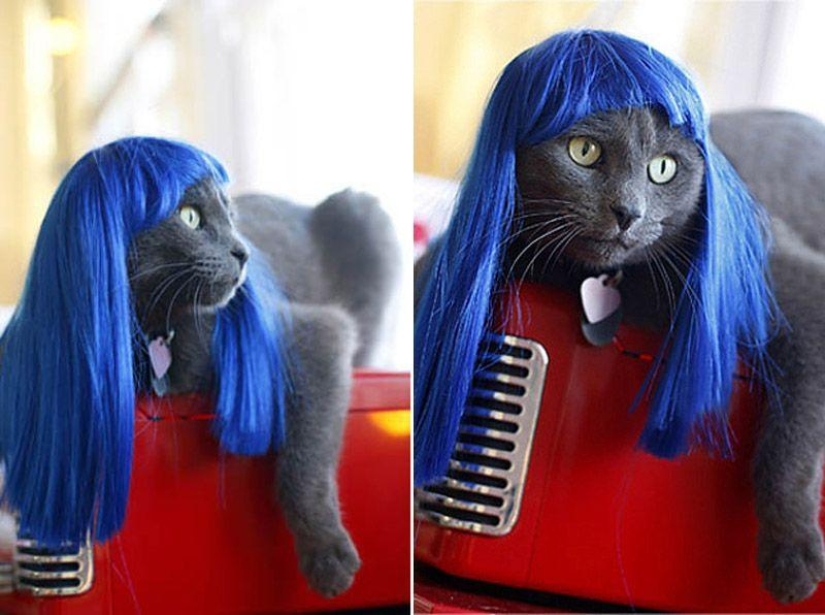 Productos raros para gatos Productos raros para gatos