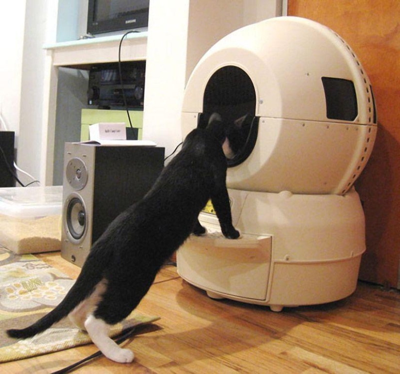 Productos raros para gatos Productos raros para gatos